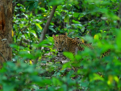 Galta Amagarh Leopard Safari - Galtaji